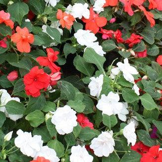 Impatiens hawkeri 'Petticoat White' ~ Petticoat® White Impatiens-ServeScape