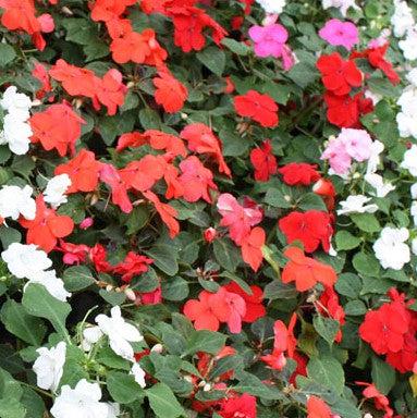 Impatiens hawkeri 'Petticoat Dark Red' ~ Petticoat® Dark Red Impatiens-ServeScape