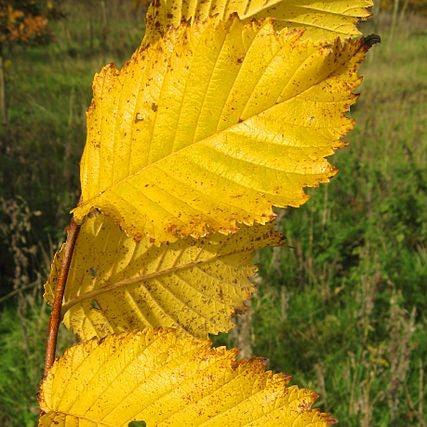 Ulmus americana ‘Valley Forge’ ~ Valley Forge American Elm-ServeScape