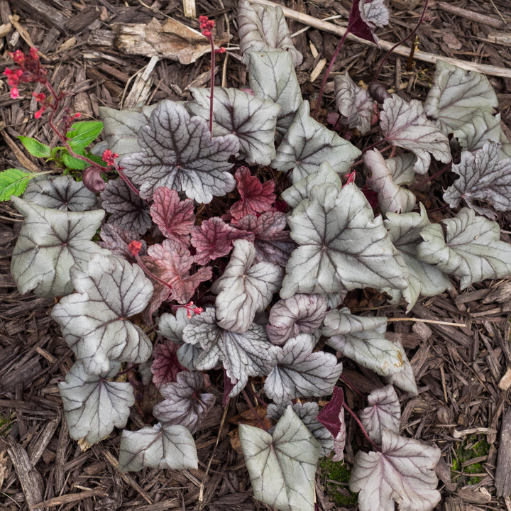 Heuchera 'Silver Gumdrop' PP29207 ~ PW® Dolce® Silver Gumdrop Heuchera-ServeScape