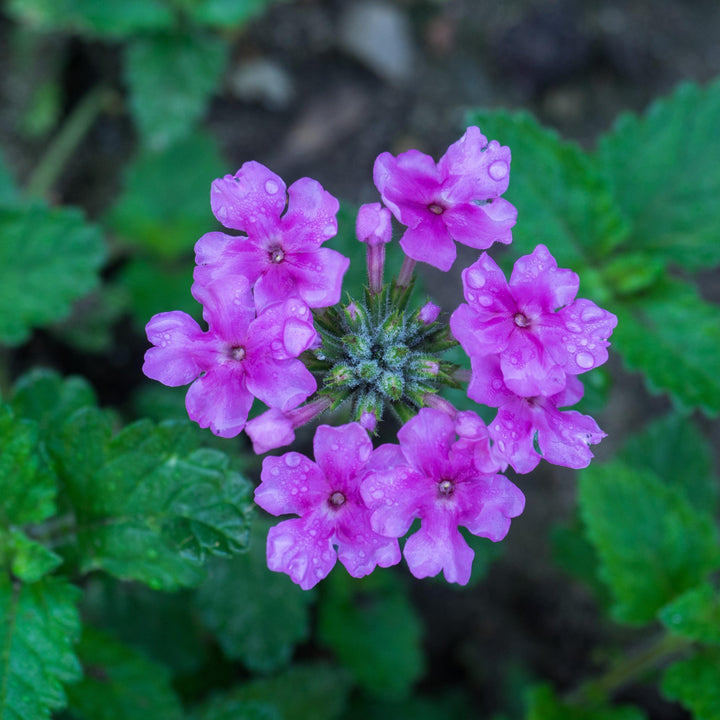 Verbena x hybrida 'Balendpibi' PP #28,455 ~ EnduraScape™ Pink Bicolor Verbena-ServeScape