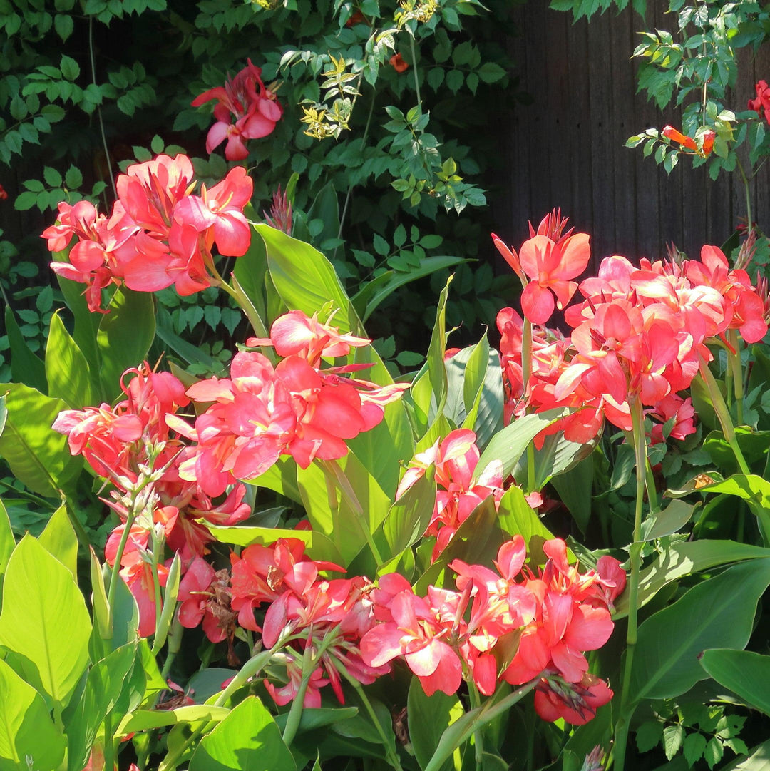 Canna x generalis 'Tropical Salmon' ~ Tropical™ Salmon Canna Lily-ServeScape