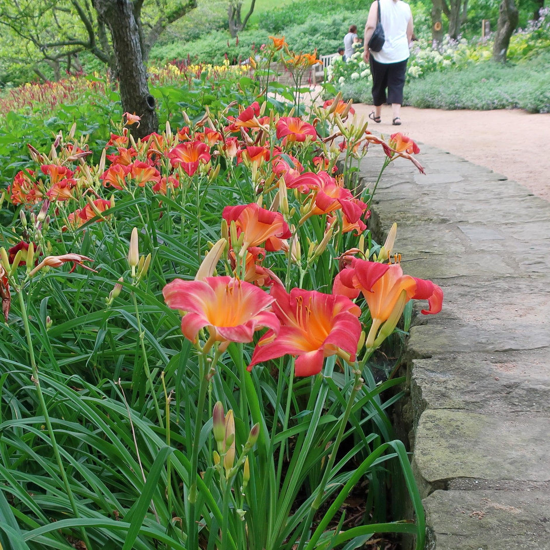 Hemerocallis 'Cherry Cheeks' ~ Cherry Cheeks Daylily-ServeScape