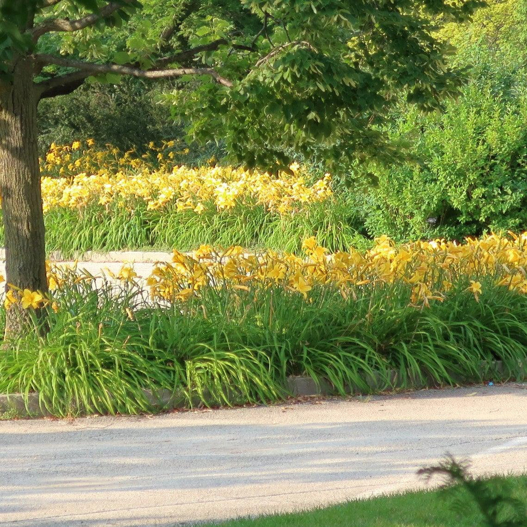 Hemerocallis 'Mary Todd' ~ Mary Todd Daylily-ServeScape