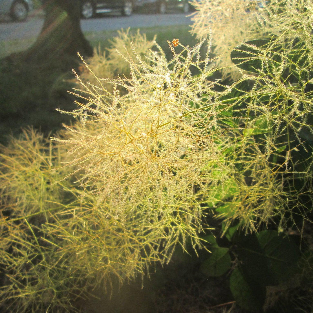 Cotinus coggygria 'MINCOJAU3' ~ Winecraft Gold® Smokebush-ServeScape