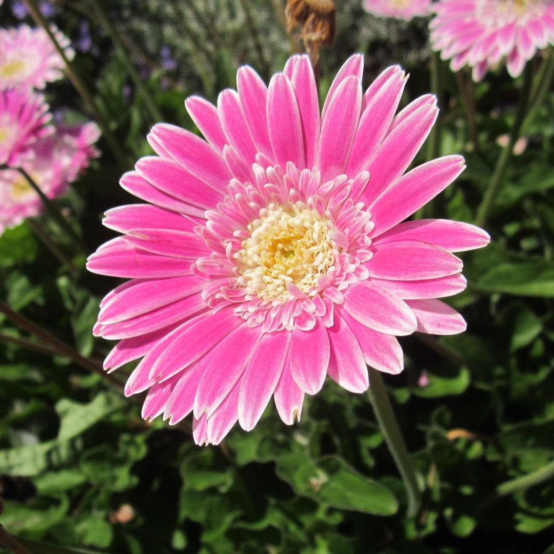 Gerbera 'Garvinea Sweet Surprise' ~ Garvinea® Sweet Surprise Gerbera-ServeScape
