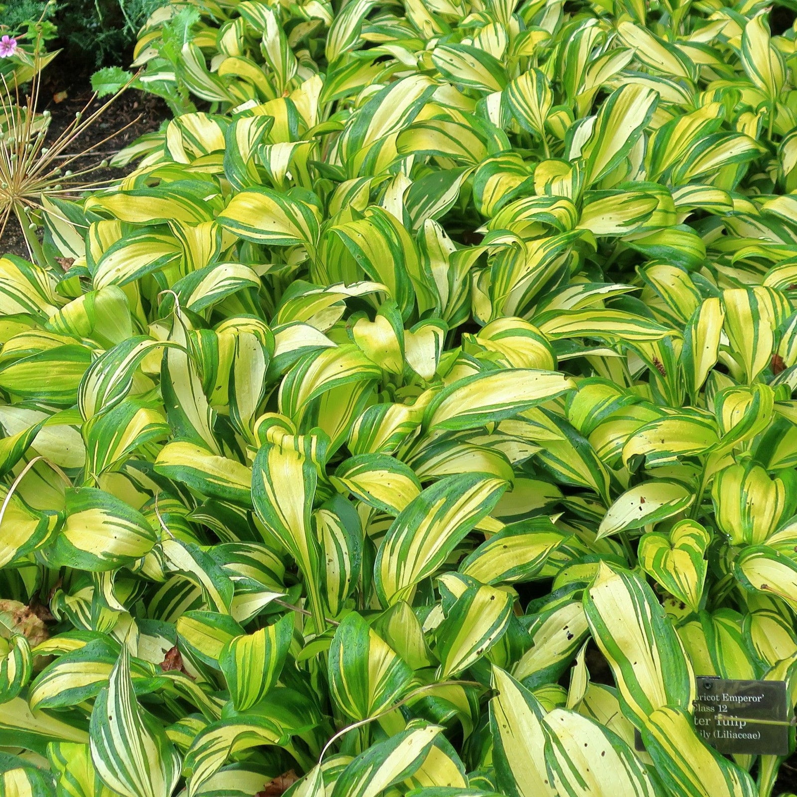 Hosta x 'Rainbow's End' ~ Rainbow's End Hosta-ServeScape