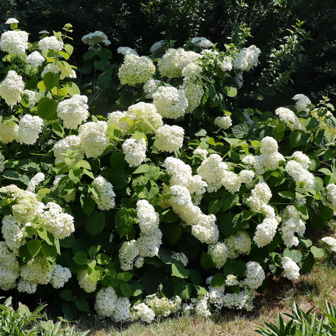 Hydrangea arborescens 'Bounty' ~ Bounty Smooth Hydrangea-ServeScape