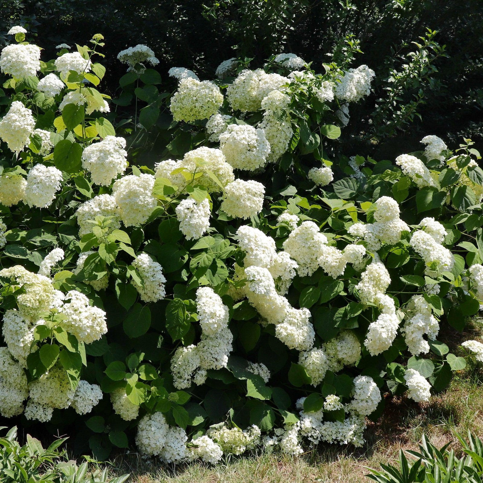 Hydrangea arborescens 'Bounty' ~ Bounty Smooth Hydrangea-ServeScape