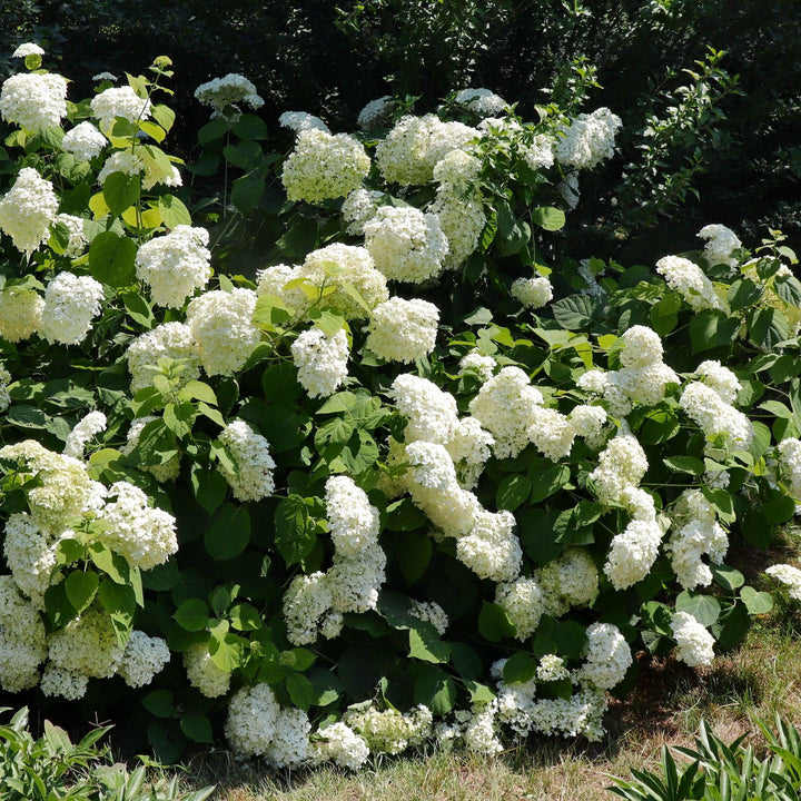 Hydrangea arborescens 'Bounty' ~ Bounty Smooth Hydrangea-ServeScape