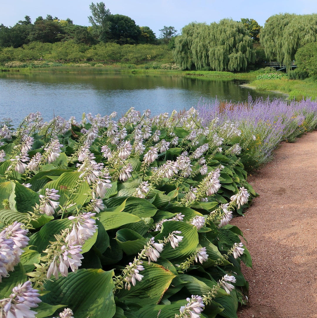 Hosta 'Blue Angel' ~ Blue Angel Hosta-ServeScape