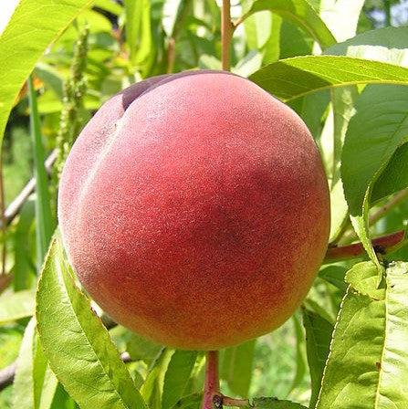 Prunus persica 'Redhaven' ~ Redhaven Peach-ServeScape