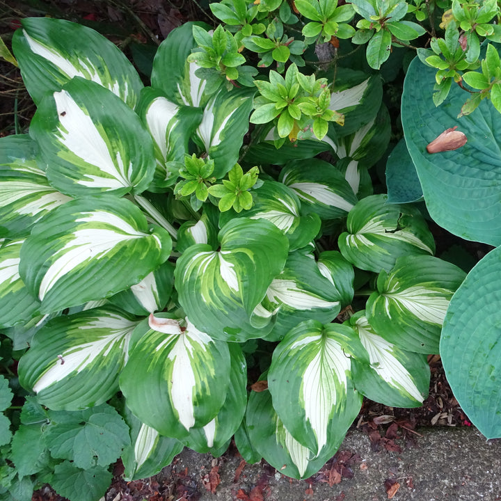 Hosta 'Dream Weaver' ~ Dream Weaver Hosta-ServeScape
