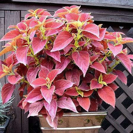 Solenostemon scutellarioides ‘Alabama Sunset’ ~ Alabama Sunset Coleus-ServeScape