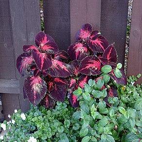 Solenostemon scutellarioides ‘Kingswood Torch’ ~ Kingswood Torch Coleus-ServeScape