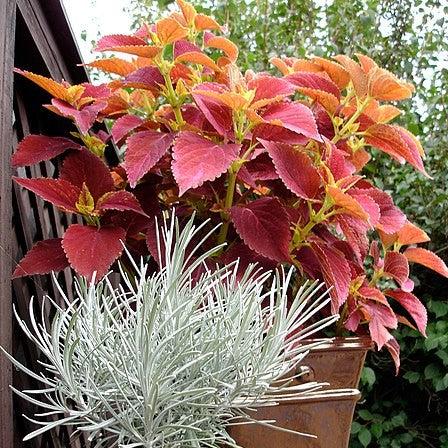 Solenostemon scutellarioides ‘Alabama Sunset’ ~ Alabama Sunset Coleus-ServeScape