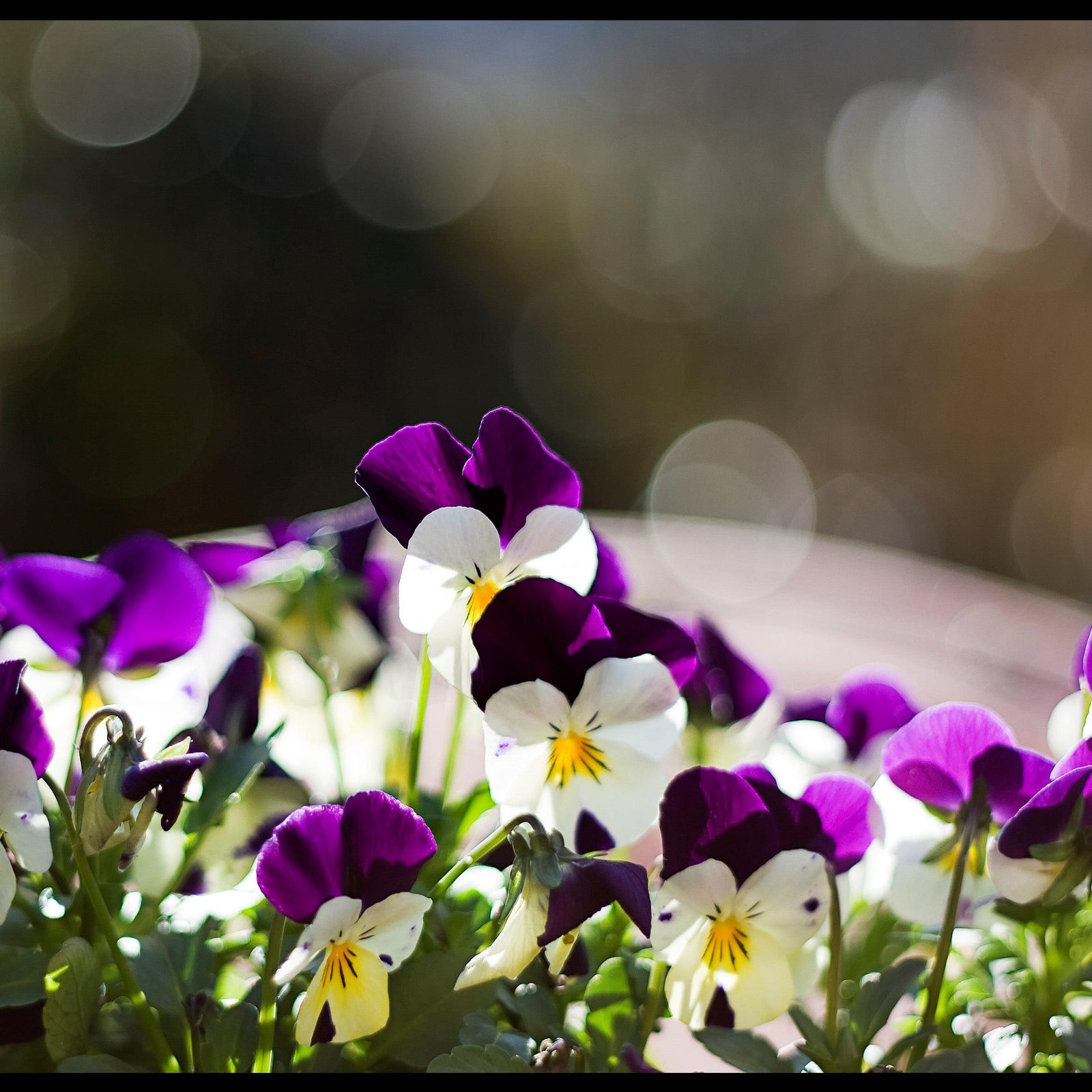 Viola cornuta 'Admire White Purple Wing' ~ Admire® White Purple Wing Viola-ServeScape