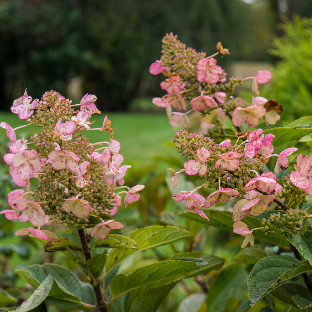 Hydrangea paniculata 'Tardiva' ~ Tardiva Hydrangea-ServeScape