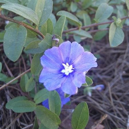 Evolvulus glomeratus 'Blue Daze' ~ Blue Daze Dwarf Morning Glory-ServeScape