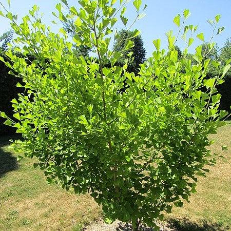 Ginkgo biloba 'Autumn Gold' ~ Autumn Gold Ginkgo-ServeScape