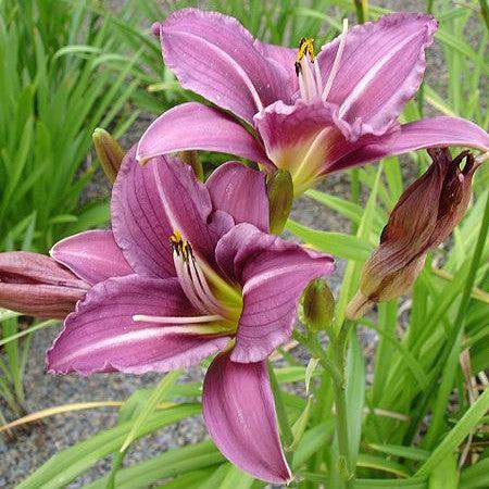 Hemerocallis 'Little Wart' ~ Little Wart Daylily-ServeScape