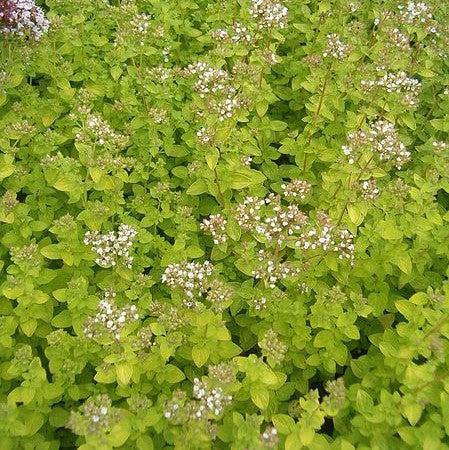 Origanum vulgare 'Aureum' ~ Golden Oregano-ServeScape