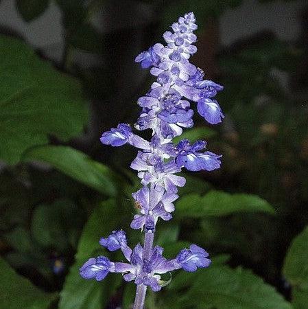 Salvia farinacea 'Cathedral Deep Blue' ~ Cathedral® Deep Blue Salvia-ServeScape