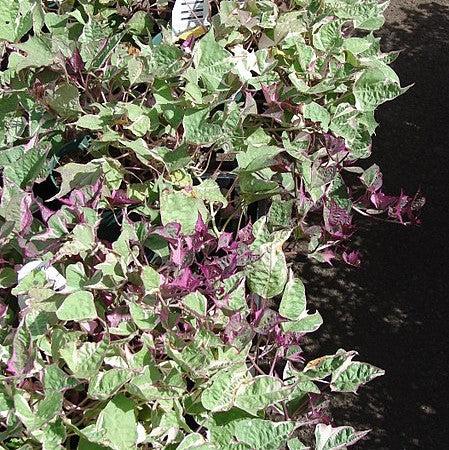 Ipomoea batatas ‘Tricolor' ~ Proven Accents® Tricolor Sweet Potato-ServeScape