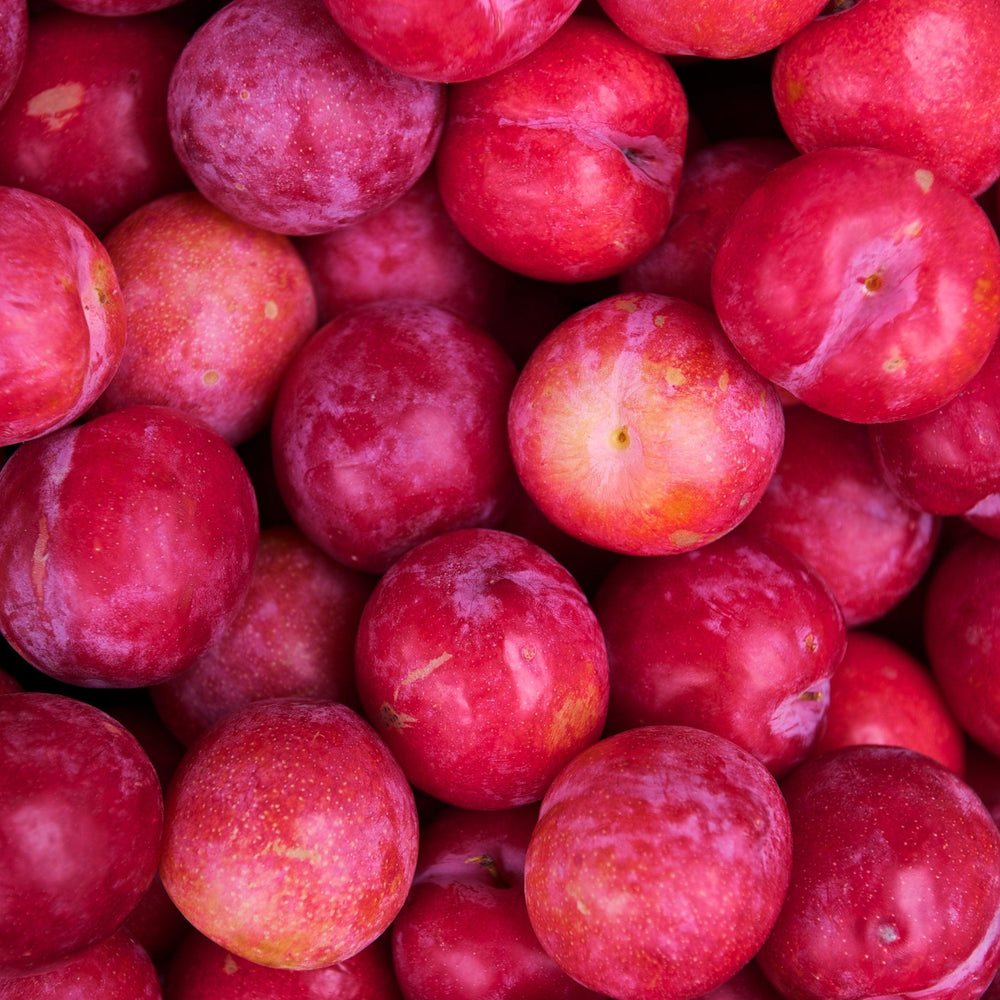 Prunus salicina x angustifolia 'Bruce' ~ Bruce Plum-ServeScape