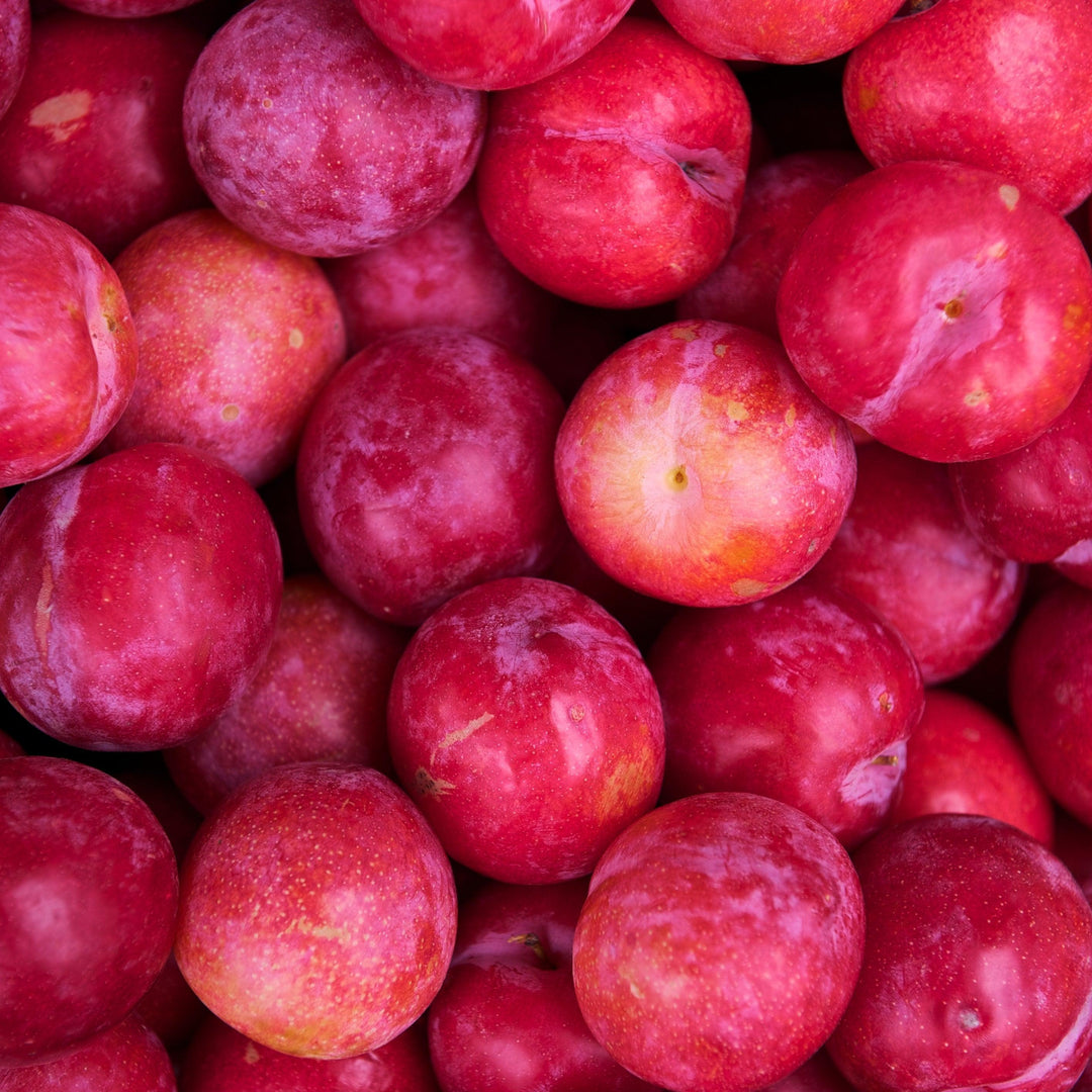 Prunus salicina x angustifolia 'Bruce' ~ Bruce Plum-ServeScape