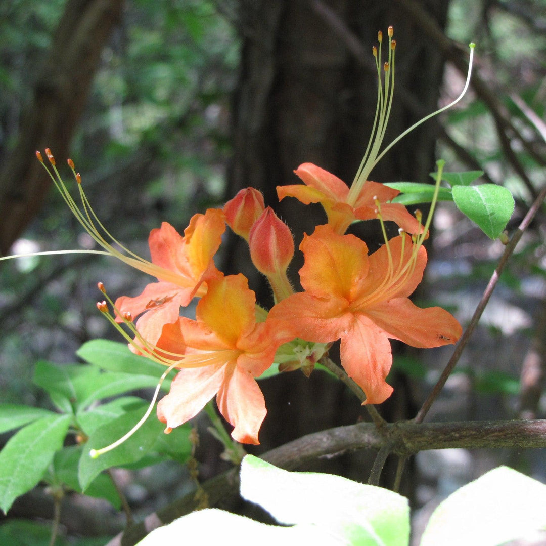 Rhododendron 'Tipsy Tangerine' ~ Tipsy Tangerine Native Azalea-ServeScape