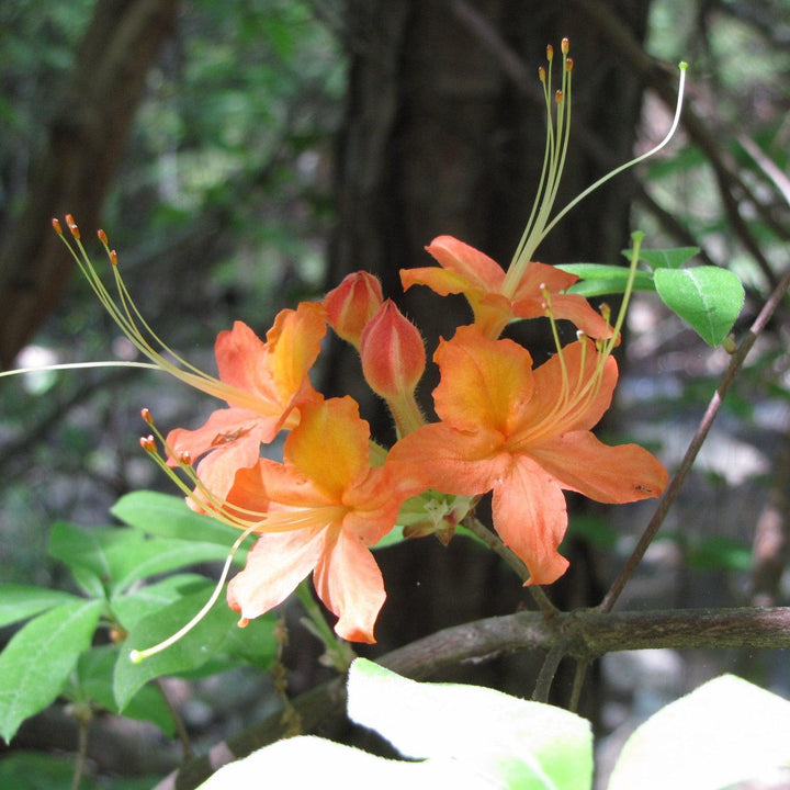 Rhododendron 'Tipsy Tangerine' ~ Tipsy Tangerine Native Azalea-ServeScape