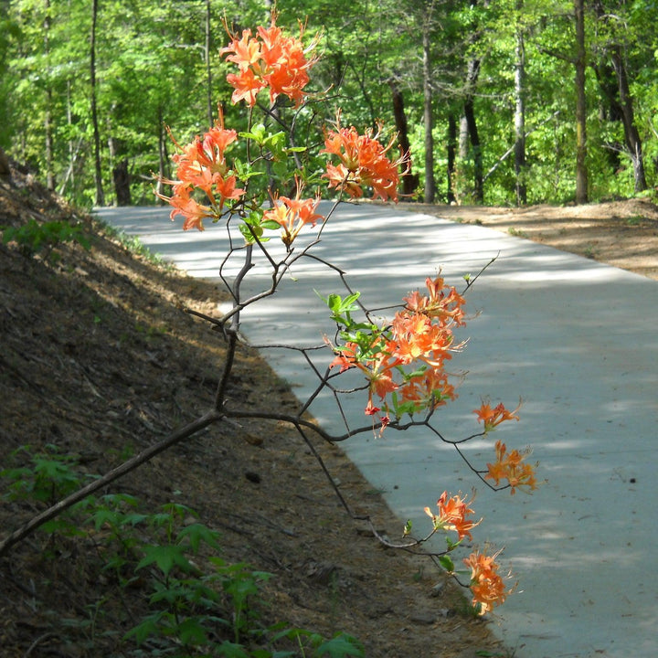 Rhododendron 'Tipsy Tangerine' ~ Tipsy Tangerine Native Azalea-ServeScape