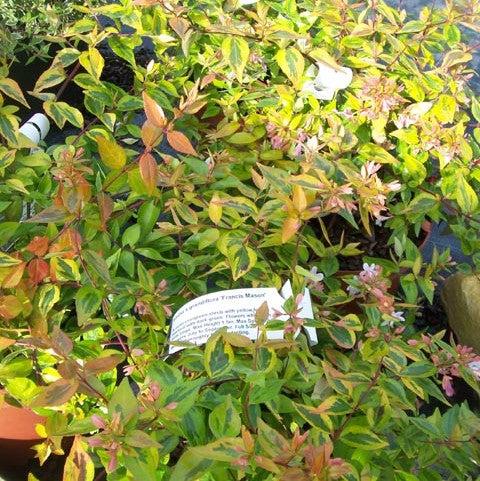 Abelia x grandiflora 'Francis Mason' ~ Francis Mason Glossy Abelia-ServeScape