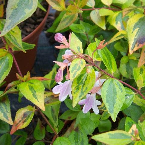 Abelia x grandiflora 'Francis Mason' ~ Francis Mason Glossy Abelia-ServeScape