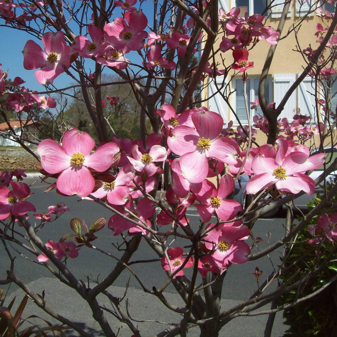 Cornus florida 'Rubra' ~ Pink Flowering Dogwood-ServeScape