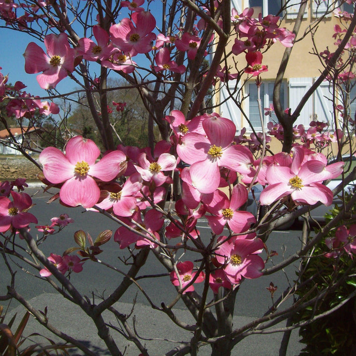 Cornus florida 'Rubra' ~ Pink Flowering Dogwood-ServeScape