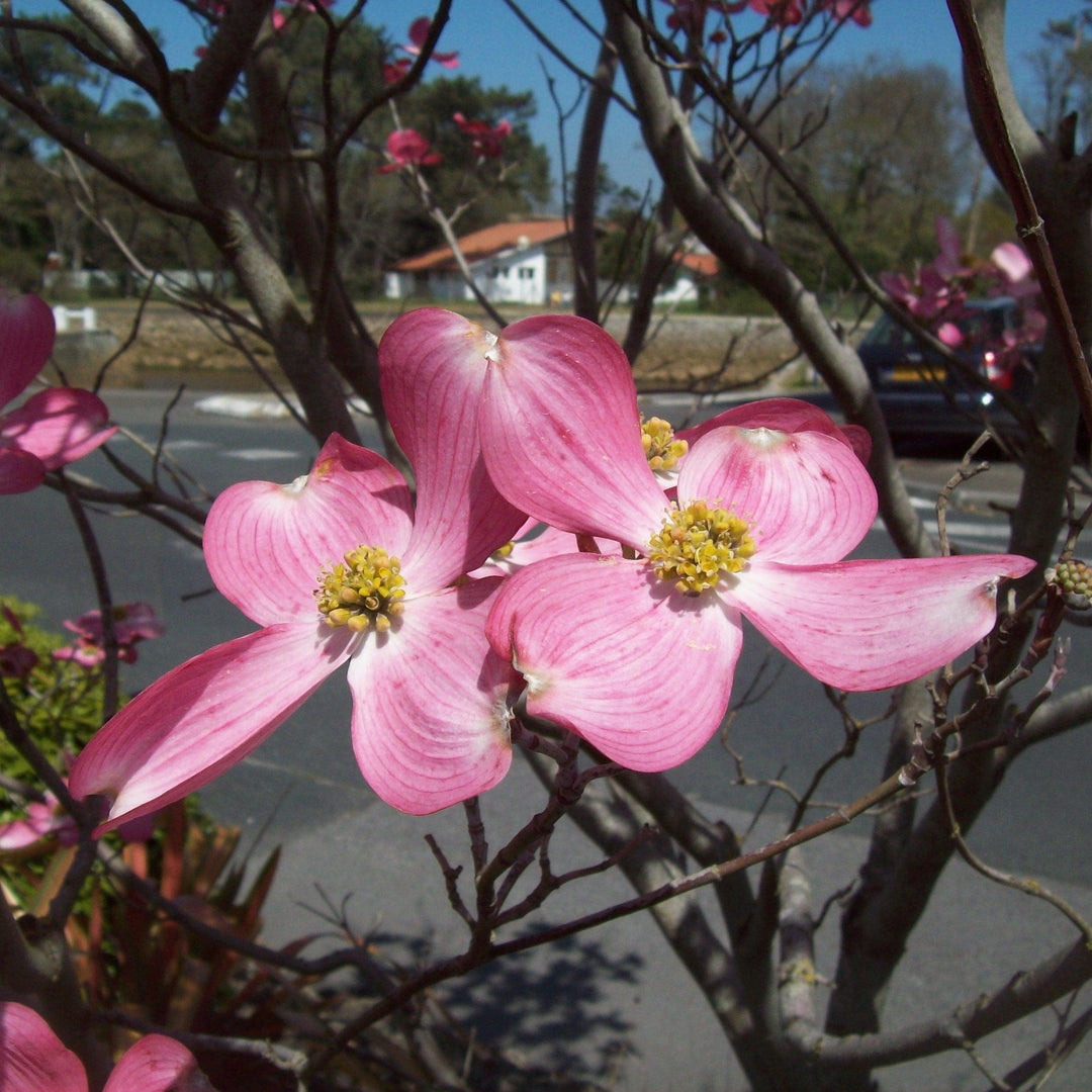 Cornus florida 'Rubra' ~ Pink Flowering Dogwood-ServeScape