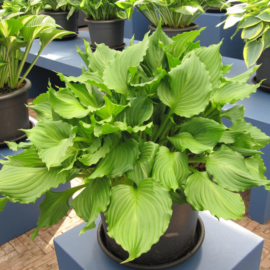 Hosta 'Dancing Queen' ~ Dancing Queen Hosta-ServeScape