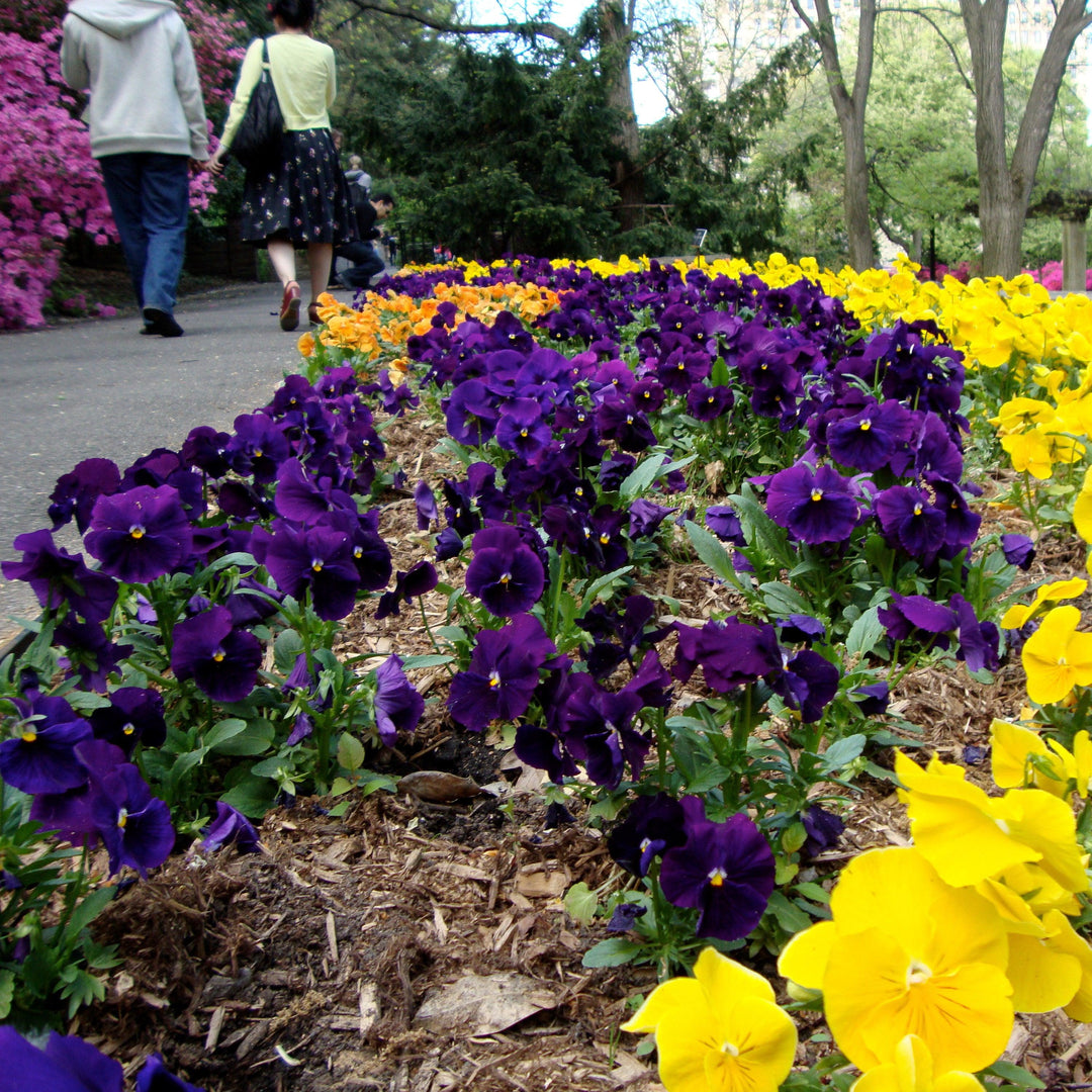 Viola x wittrockiana 'Inspire Plus Violet' ~ Inspire® Plus Violet Pansy-ServeScape