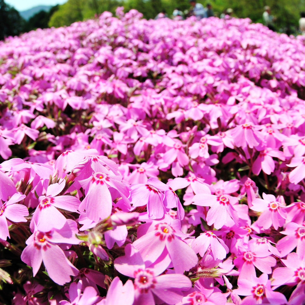 Phlox subulata 'Goldiphlox Rose' ~ GoldiPhlox™ Rose Creeping Phlox-ServeScape