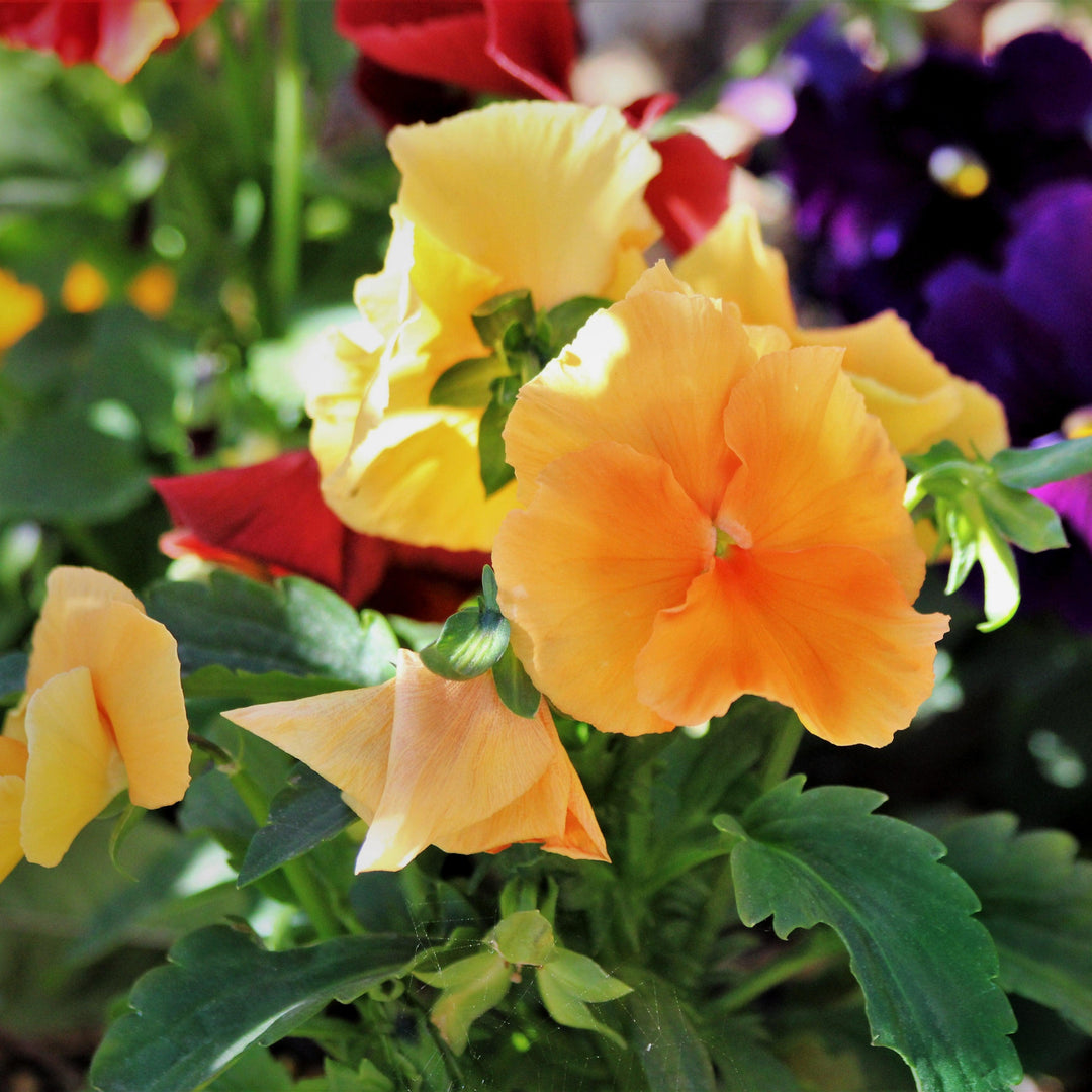 Viola x wittrockiana 'Premier Desert Mix' ~ Premier Desert Mix Pansy-ServeScape