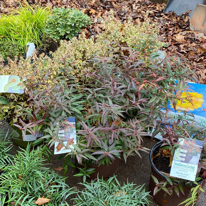 Leucothoe keiskei 'Opstal 50' ~ Burning Love™ Leucothoe-ServeScape