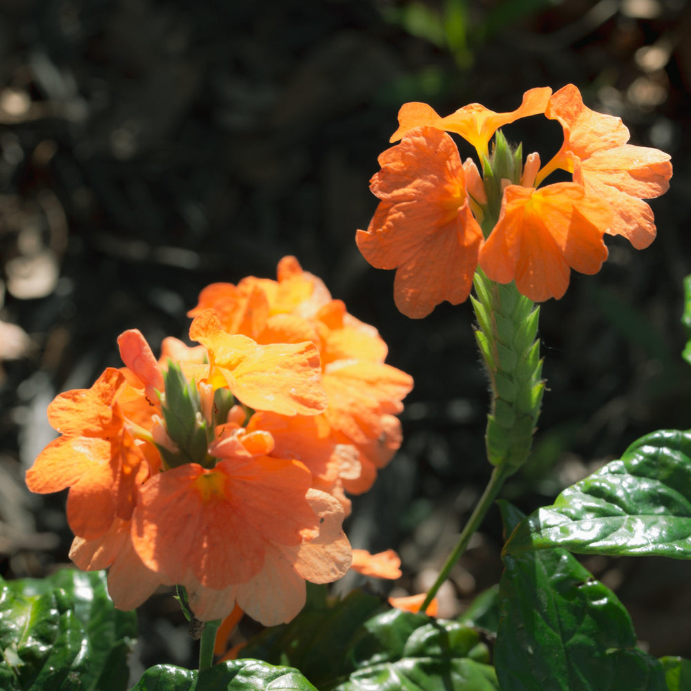 Crossandra infundibuliformis 'Orange Marmalade' ~ Orange Marmalade Crossandra-ServeScape