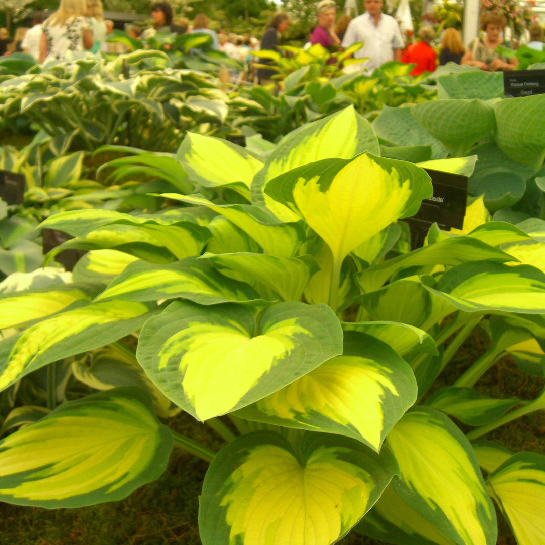 Hosta 'Orange Marmalade' ~ Orange Marmalade Hosta-ServeScape
