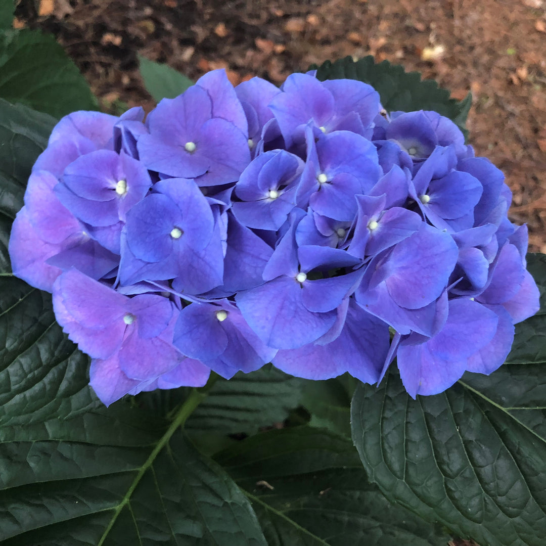 Hydrangea macrophylla 'Merritt's Supreme Pink' ~ Merritt's Supreme Hydrangea-ServeScape