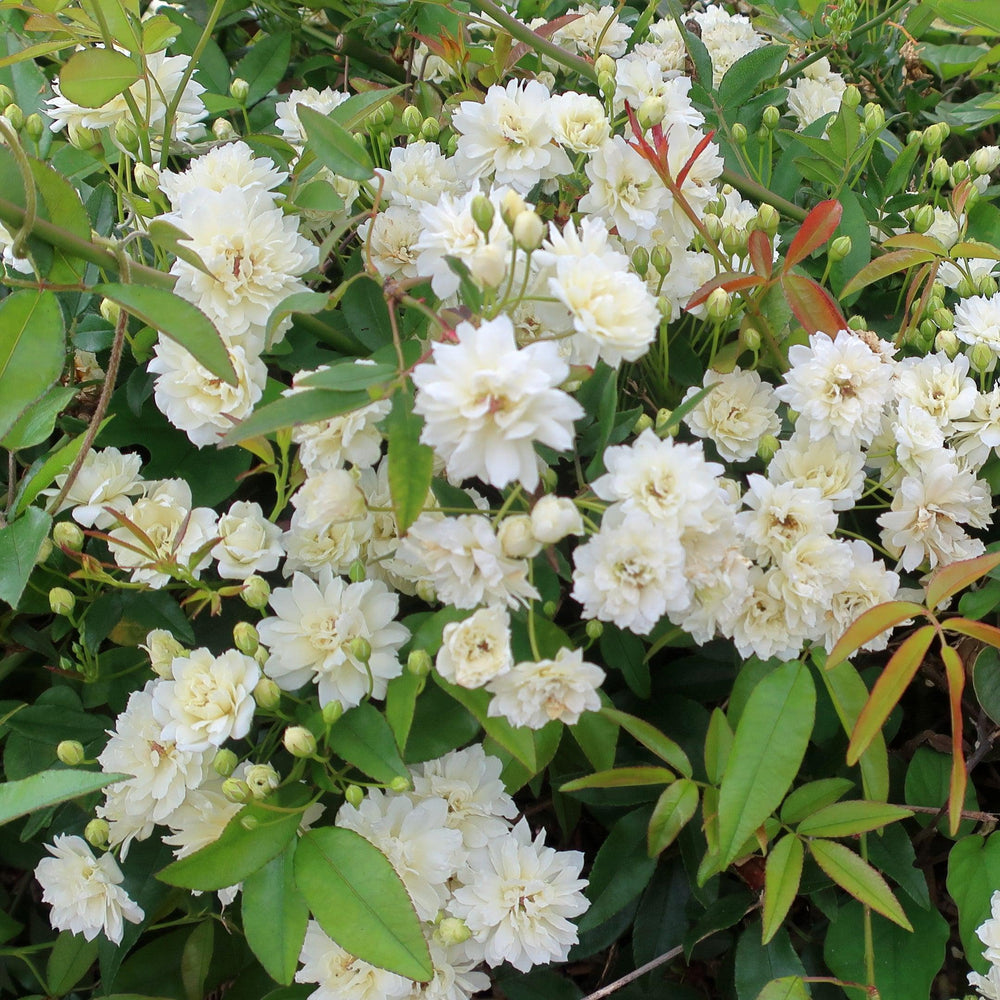 Rosa banksiae 'Alba Plena' ~ Lady Banks White Rose-ServeScape