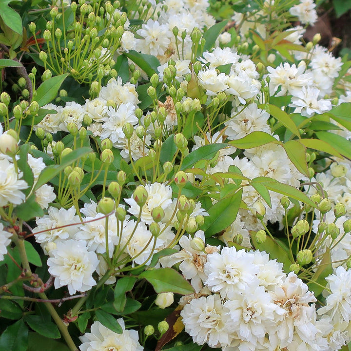 Rosa banksiae 'Alba Plena' ~ Lady Banks White Rose-ServeScape