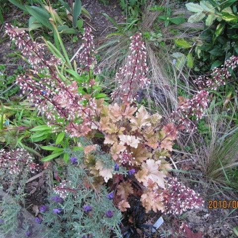 Heuchera x 'Marmalade' ~ Marmalade Coral Bells-ServeScape
