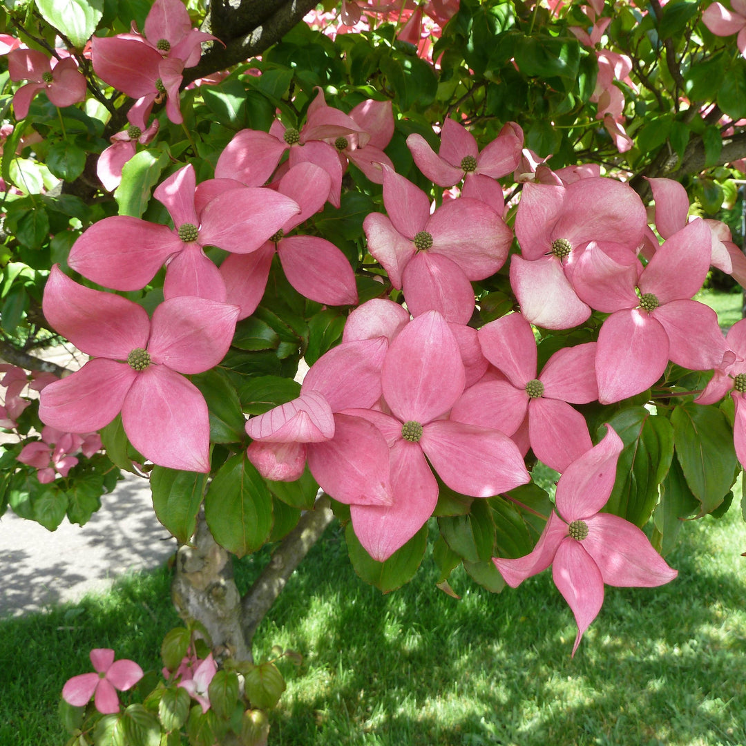 Cornus kousa x 'KNI44-2' ~ Rosy Teacups® Dogwood-ServeScape